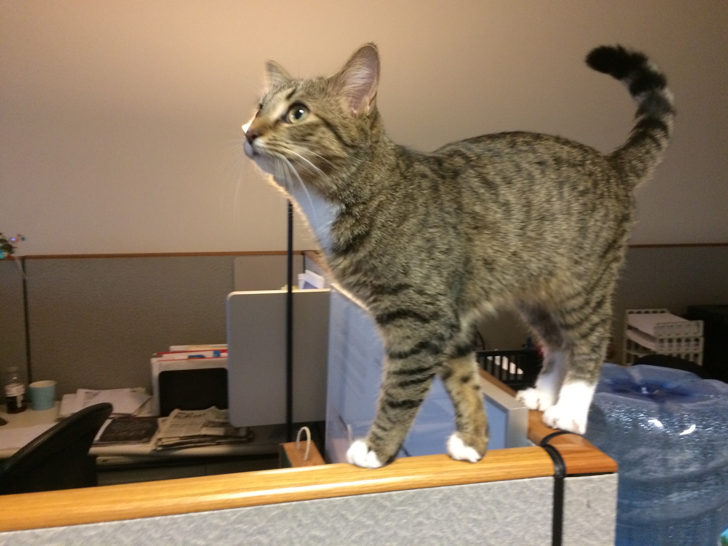 Charlotte, the Ostendorf's kittten, comes to the office on Feline Fridays to help lighten up the end of the week for everyone. Her office antics keep us smiling.